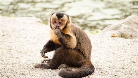 Tufted Capuchin Facts Behavior And All Information