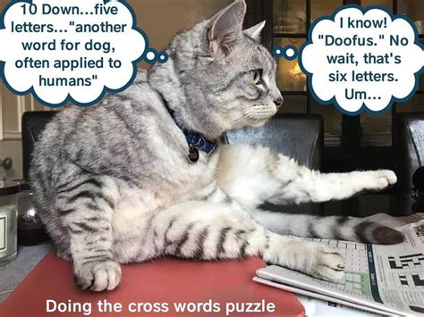 Doing The Cross Words Puzzle 9088171008 Silly