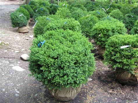 Buxus Sempervirens ‘green Velvet Hickory Hollow Nursery And Garden