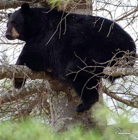 Pin By Cindy Bassett On Ref Photos Animals Black Bear Bear
