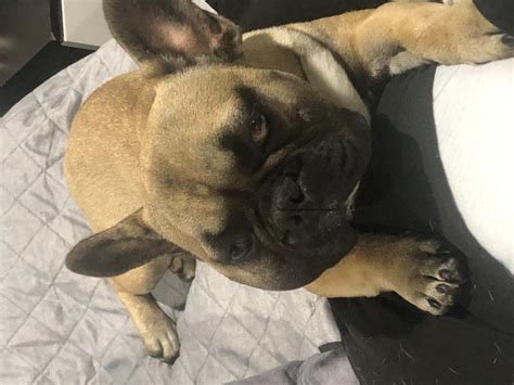 Hello My 7month Old French Bulldog Had A Rapid Growing Lump On The
