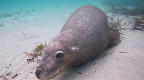 sea puppies! - YouTube