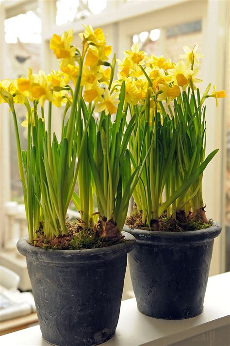 10 Steps To Growing Tête à Tête Daffodils In Pots Bulb Blog