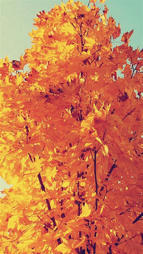 Colorful Autumn Tree Leaves Iphone Wallpapers Free Download