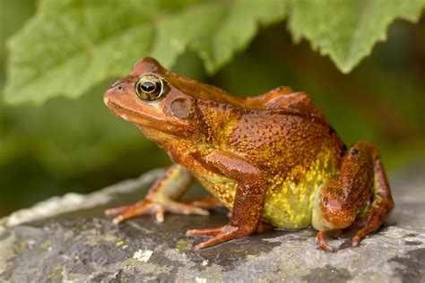 British Red Common Frog By Angiwallace On Deviantart