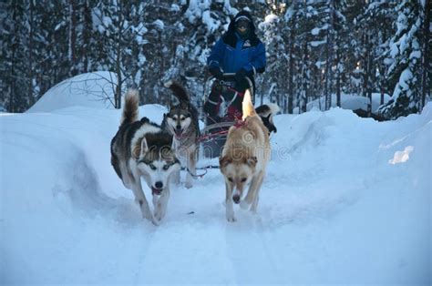 Haski Sibiry Is The Dog Sledding In The North Pole Of Lapland Finland