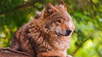Animal Wolf Is Sitting In A Background of Green Trees 4K HD Animals ...