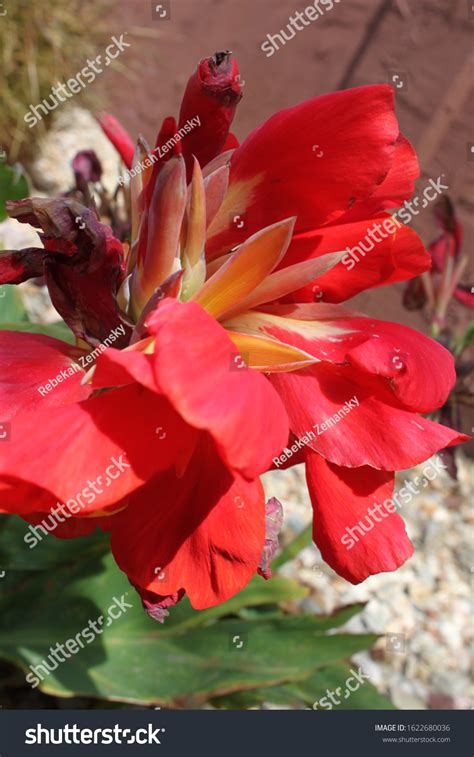 Lucifer Canna Lily Plant Crimson Flowers Stock Photo 1622680036