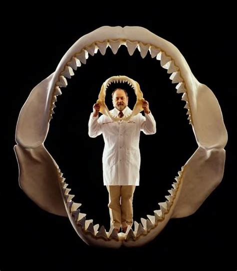 The Megalodon Has Been Debated To Have The Strongest Bite Force Of Any