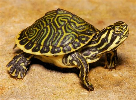 Peninsula Cooters For Sale The Turtle Source