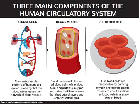 Plasma Circulatory System