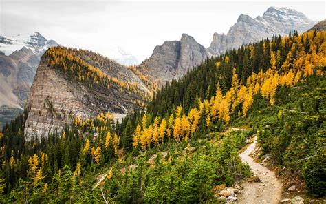 Alpine Larch Trees The Beehive Is A Mountain Located In Banff National