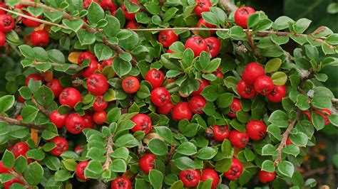 Cotoneasters Bring Winter Color To Colder Zones Grow