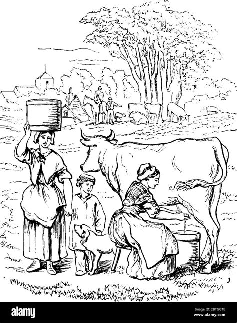 Lady Milking Cow Cut Out Stock Images And Pictures Alamy