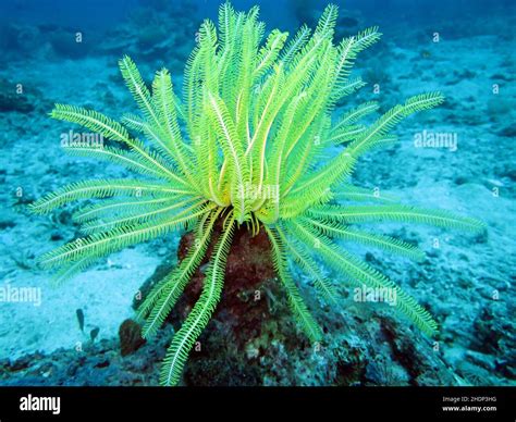 Underwater Feather Star Under Water Himerometra Robustipinna Stock