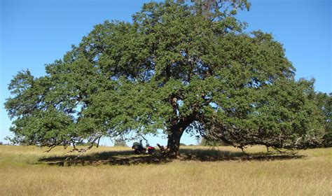 A type of long nut…. Pecan: Locally Sourced from the Heart of Texas - Half-Past ...