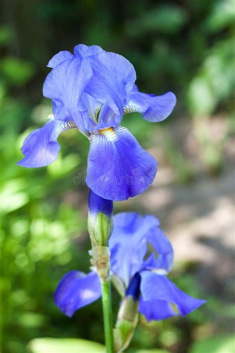 Blue Iris Flower Closeup Stock Image Image Of Flower 40999549