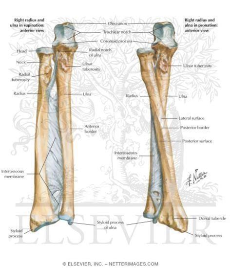 Forearm Anatomy Anatomy Bones Skeleton Anatomy Pa School Anatomy