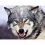 Animals Wolf Wallpapers HD / Desktop And Mobile Backgrounds