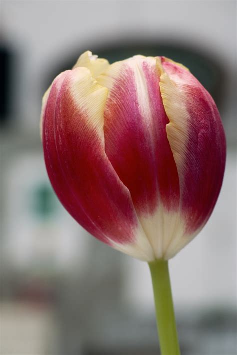 Free Image Tulip Flower Libreshot Public Domain Photos