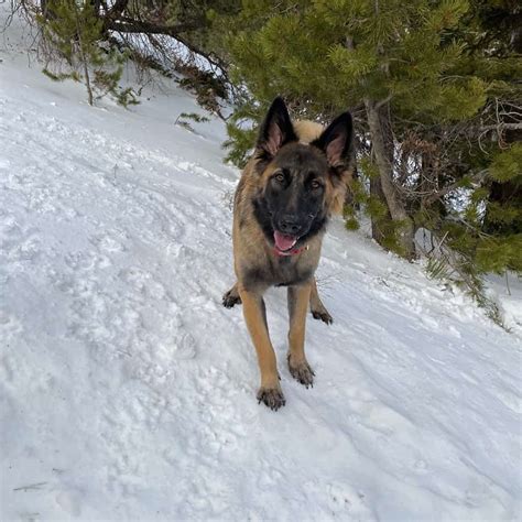 Check spelling or type a new query. Is the Belgian Malinois German Shepherd mix the dog for ...