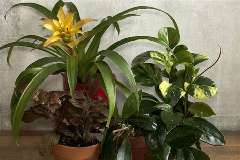 12 Beautiful Low Light Houseplants