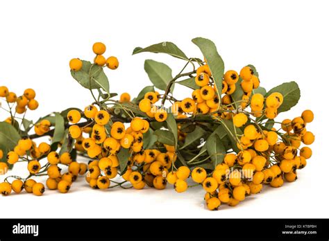 Yellow Berries Of Shrubby Pyracanthus Lat Pyracantha Isolated On