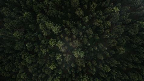 Download Wallpaper 3840x2160 Forest Trees Aerial View Green Spruce