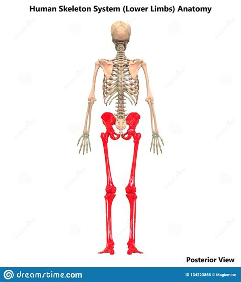 Structure and physical properties.—bone is one of the hardest structures of the animal body; Human Body Skeleton System Lower Limbs Bone Joints Anatomy Stock Illustration - Illustration of ...