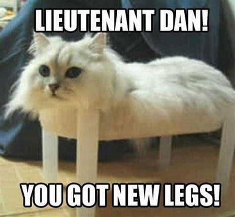 Funniest Cat Memes Ever Will Make You Laugh Right MEOW