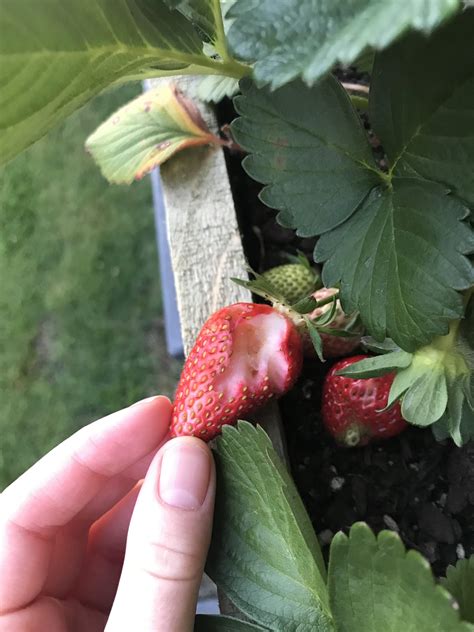 Something Is Eating My Strawberries Cant Say What For Sure But It