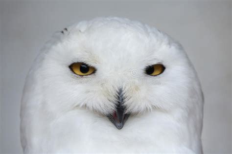 Snowy Owl Bubo Scandiacus Stock Photo Image Of Bird Eurasia 79377898