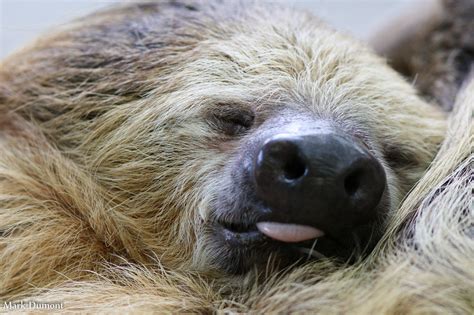 Sleepy Sloth Sloth Cute Sloth Pictures Cute Sloth