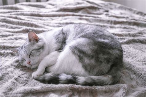 Why Do Cats Curl Up