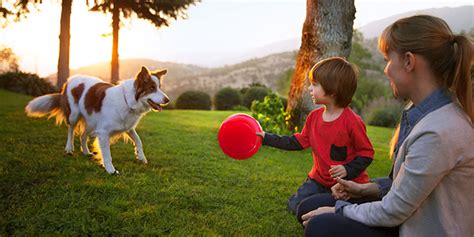 If, like most pet owners, you're worried about your dog's health, chances are you've already so, if your dog or pet deals with lymphoma (or any cancer, for that matter), i highly recommend trying cbd. Play & Exercise: A Guide for Your Dog | Hill's Pet