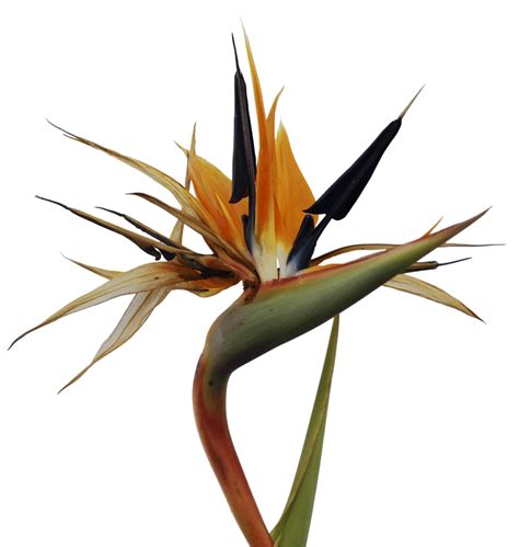 Bird Of Paradise Flower Png Png Image Collection
