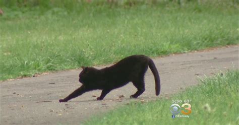 Groups Join Forces To Combat Feral Cat Problem In Bucks County Park