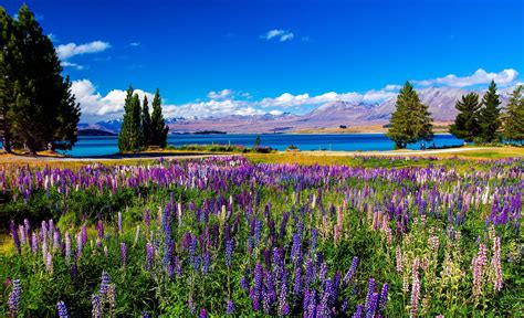 Lake Tekapo By Susan Blick 500px Lake Tekapo Violet Flower Scenic