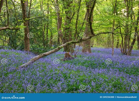Beautiful Majestic Spring Bluebells Forest Sunrise In English