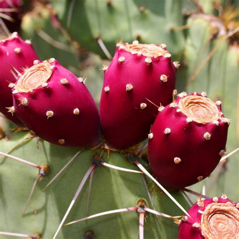 As unripe prickly pears tend to be less sweet, people who prefer a sweeter taste should look for red and nopal cactus and prickly pears are not widely available in my local area. Mini Prickly Pear Cactus Jelly 1.5oz - Arizona Gifts