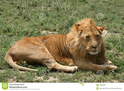 Male Lion Serengeti Safari Tanzania Africa Stock Image