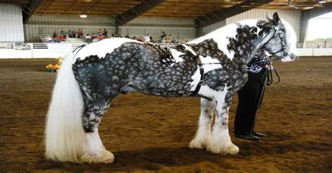 24 Horses With The Most Beautiful And Unique Colors In The World