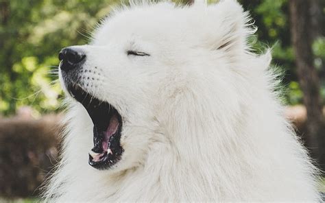 Samoyed White Dog Cute Animals Close Up Furry Dog Dogs Pets