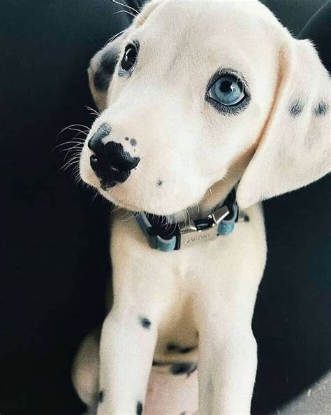 Gorgeous Blue Eyed Dalmatian Puppy Animals Beautiful Cute Baby