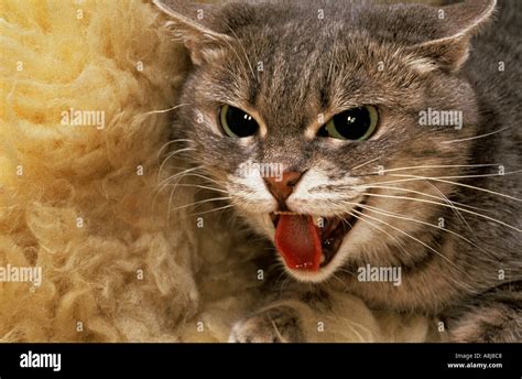 Domestic Cat Hissing Portrait Stock Photo Alamy