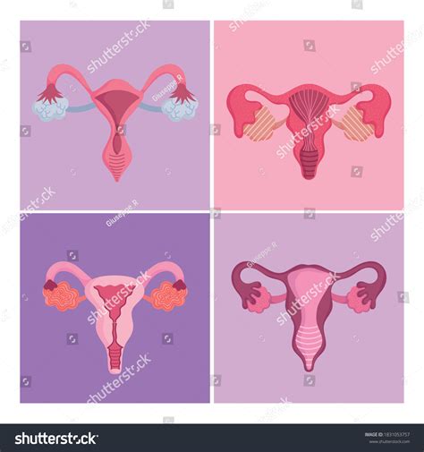 Vektor Stok Female Human Reproductive System Set Different Tanpa