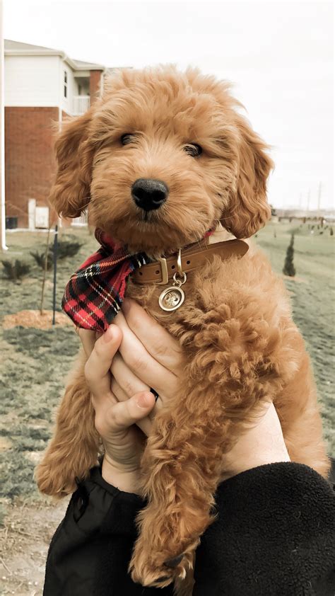 Please contact us to reserve one of the few remaining spots for the 2020 litters !! Goldendoodle Puppy | Goldendoodle puppy, Mini goldendoodle ...