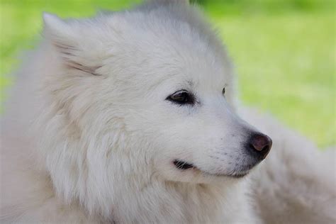 9 Awesome Russian Dog Breeds That Came From Russia