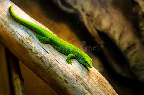 Phelsuma Madagascariensis Is A Species Of Day Gecko That Lives In