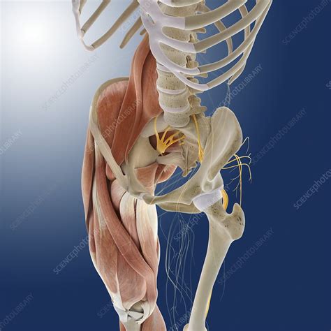 Both the small intestine and the descending colon are components of the digestive system, and they assist the body in converting food into energy and nutrients for the body. Lower body anatomy, artwork - Stock Image - C014/5568 ...